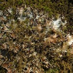 Peltigera polydactylon