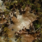 Peltigera polydactylon