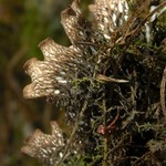 Peltigera polydactylon