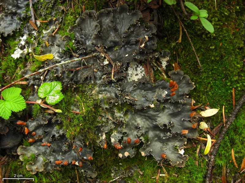 Peltigera polydactylon