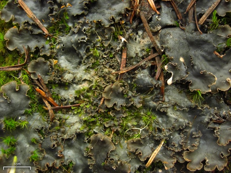 Peltigera polydactylon