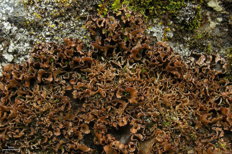 Peltigera polydactylon