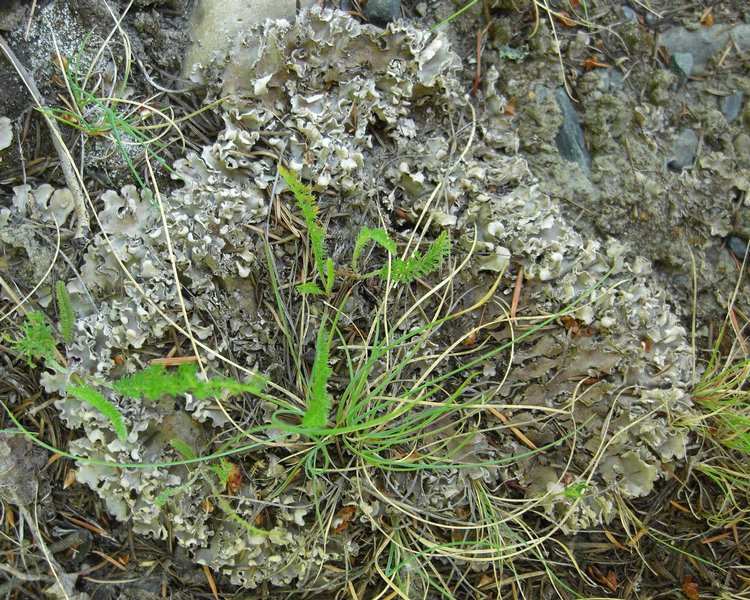 Peltigera ponojensis