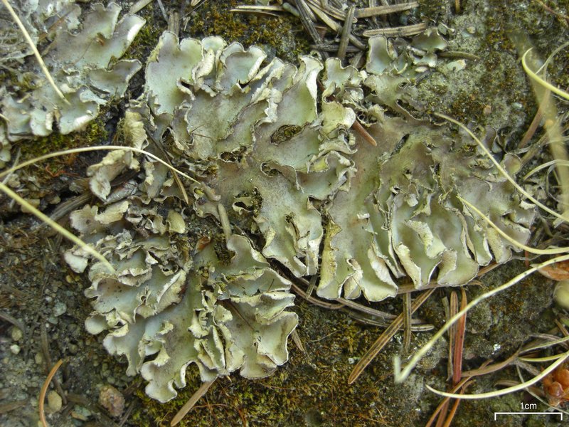 Peltigera ponojensis