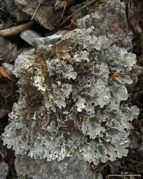 Peltigera ponojensis