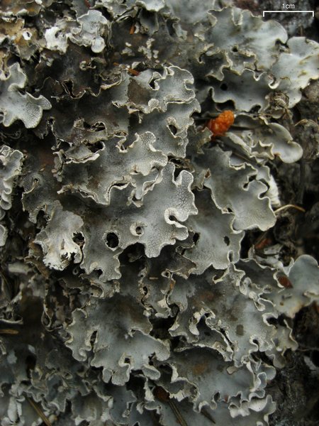 Peltigera ponojensis