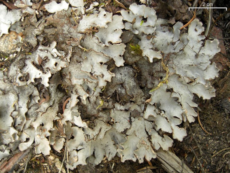 Peltigera ponojensis