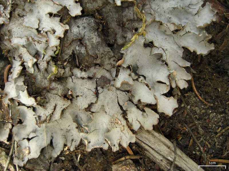 Peltigera ponojensis