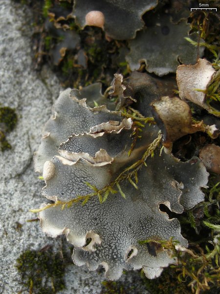 Peltigera ponojensis