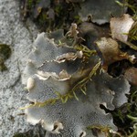 Peltigera ponojensis