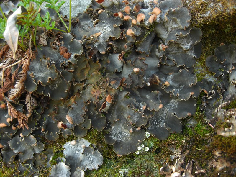 Peltigera ponojensis