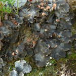 Peltigera ponojensis