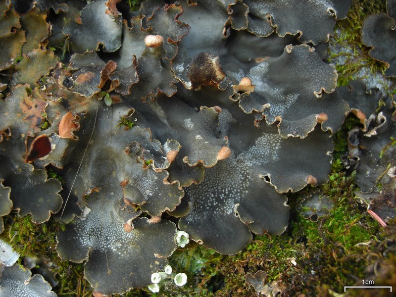 Peltigera ponojensis