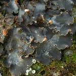 Peltigera ponojensis