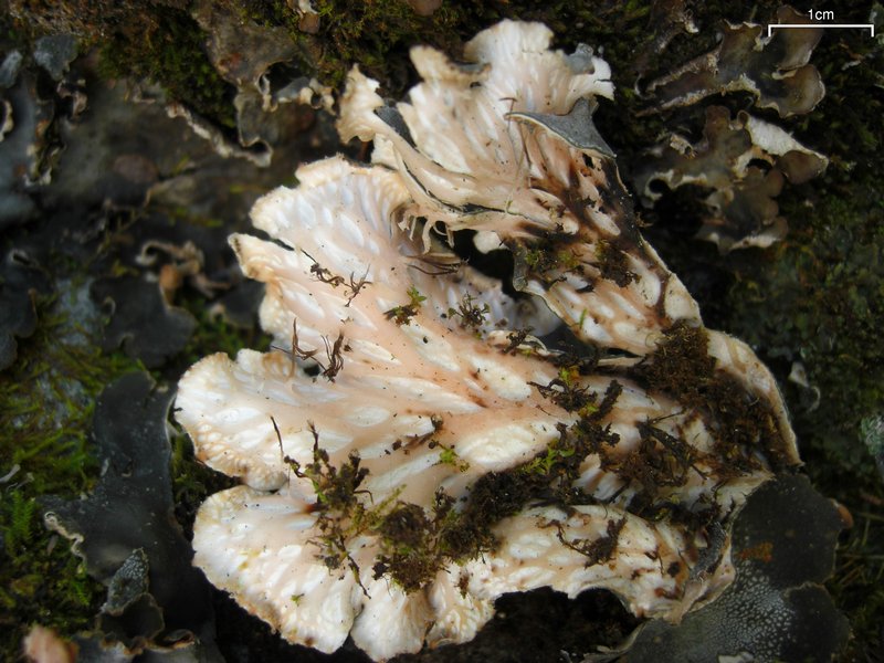 Peltigera ponojensis