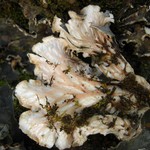 Peltigera ponojensis