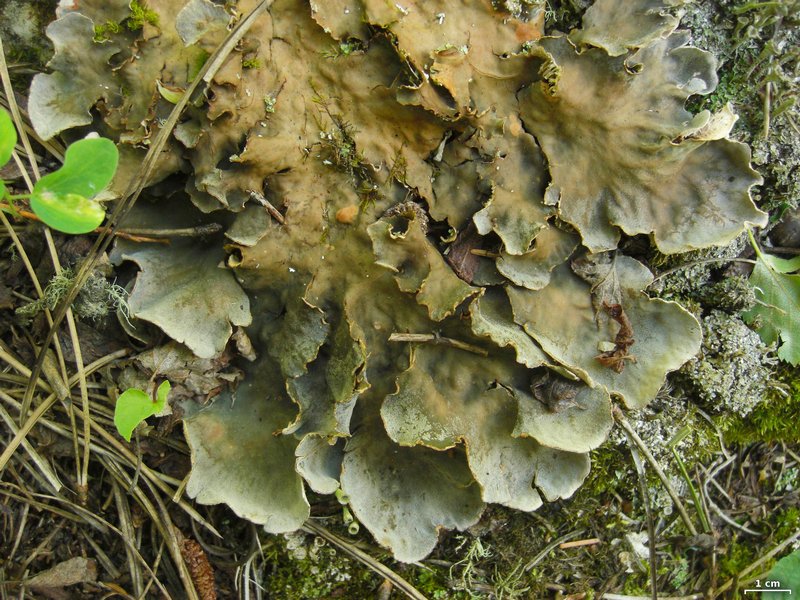 Peltigera ponojensis