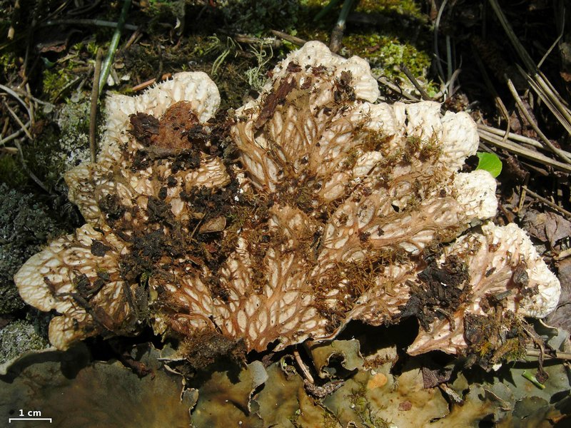 Peltigera ponojensis