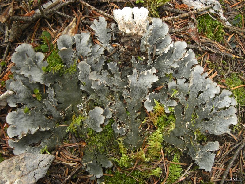 Peltigera ponojensis