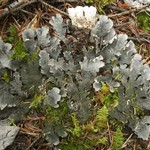 Peltigera ponojensis