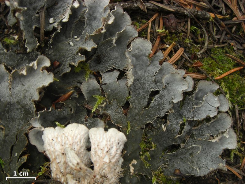 Peltigera ponojensis
