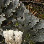 Peltigera ponojensis