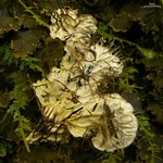 Peltigera praetextata