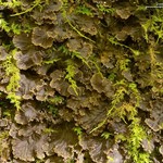 Peltigera praetextata