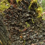 Peltigera praetextata