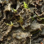 Peltigera praetextata