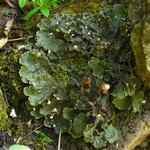 Peltigera praetextata