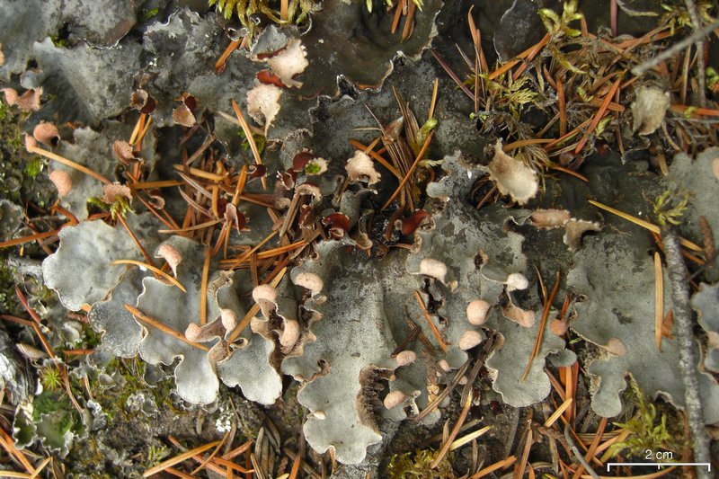 Peltigera retifoveata