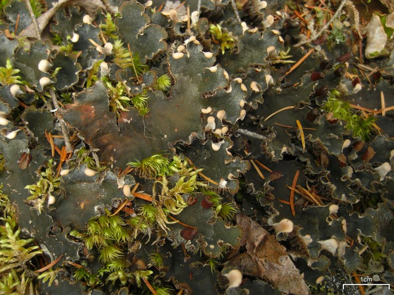 Peltigera retifoveata