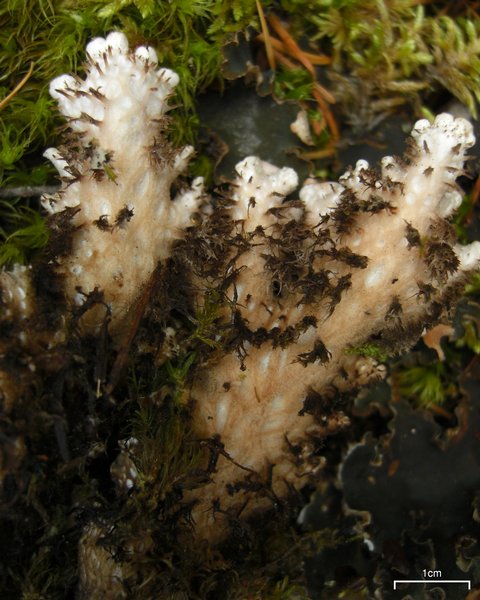 Peltigera retifoveata