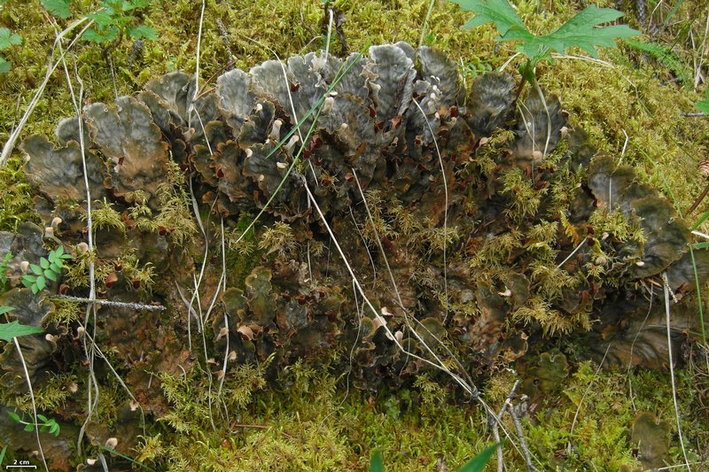 Peltigera retifoveata