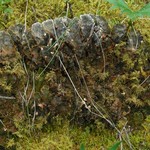 Peltigera retifoveata