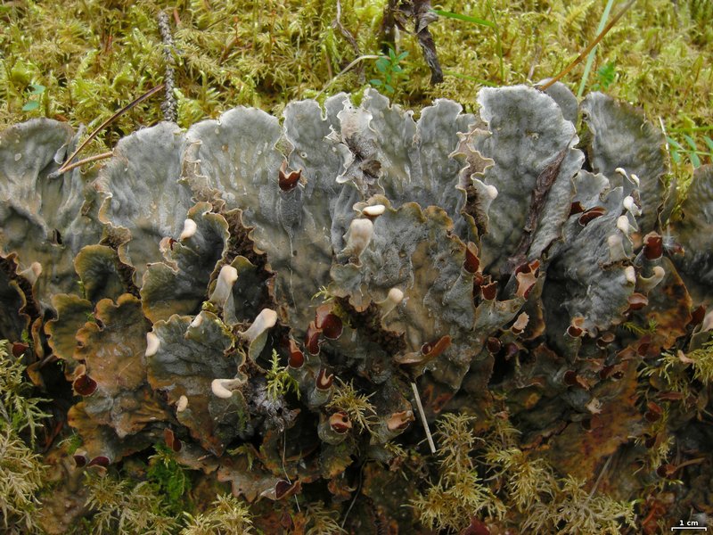 Peltigera retifoveata