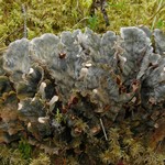 Peltigera retifoveata