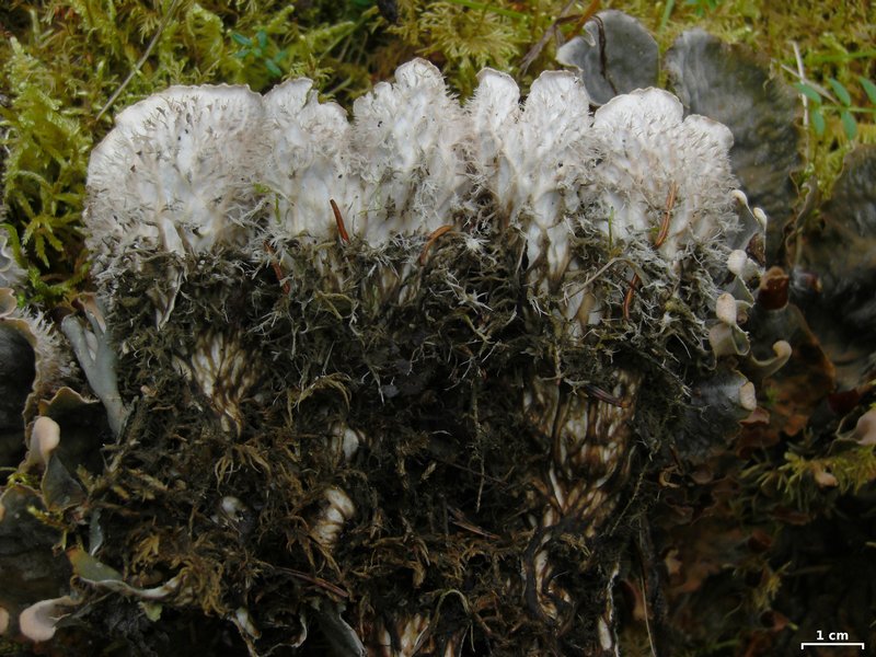 Peltigera retifoveata