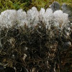 Peltigera retifoveata