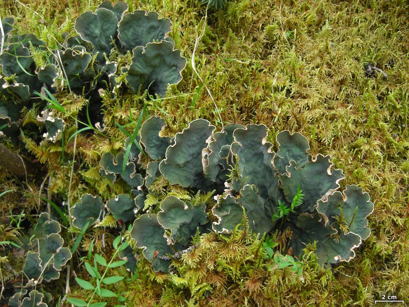 Peltigera retifoveata