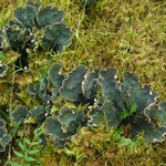 Peltigera retifoveata