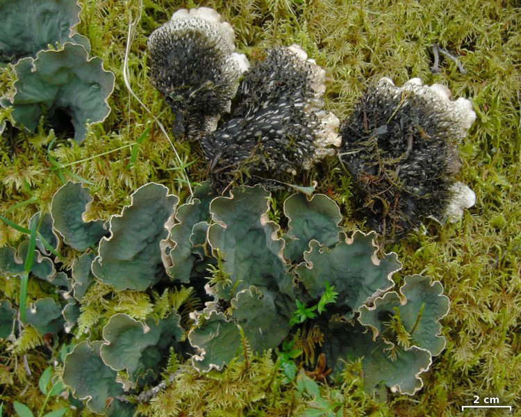 Peltigera retifoveata