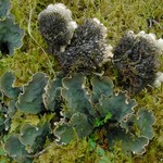 Peltigera retifoveata