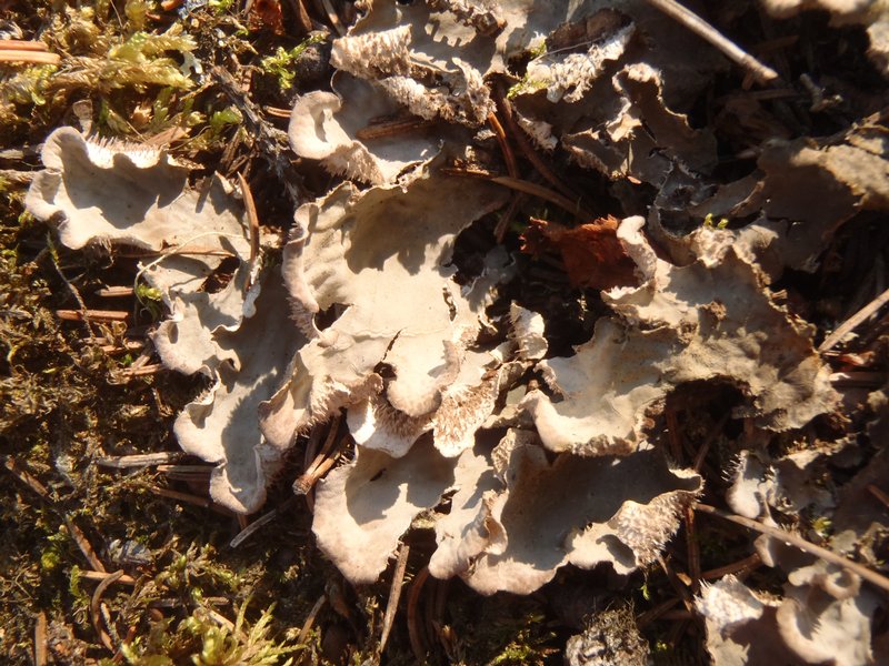 Peltigera retifoveata