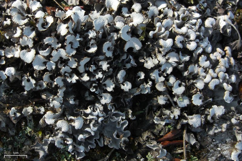 Peltigera rufescens