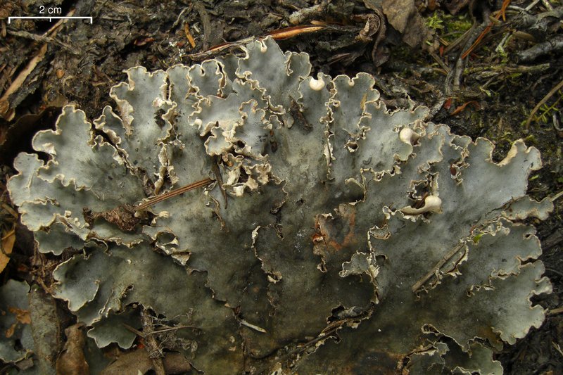 Peltigera rufescens