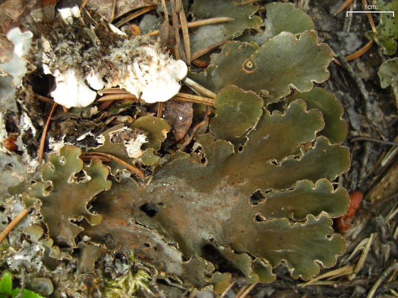 Peltigera rufescens