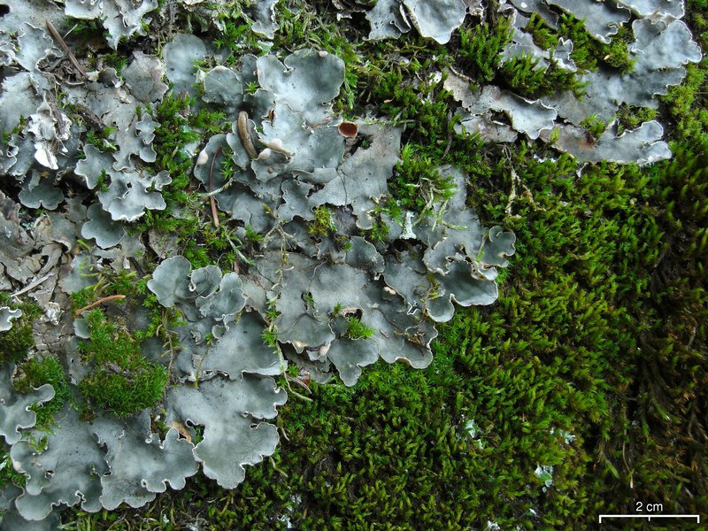 Peltigera rufescens