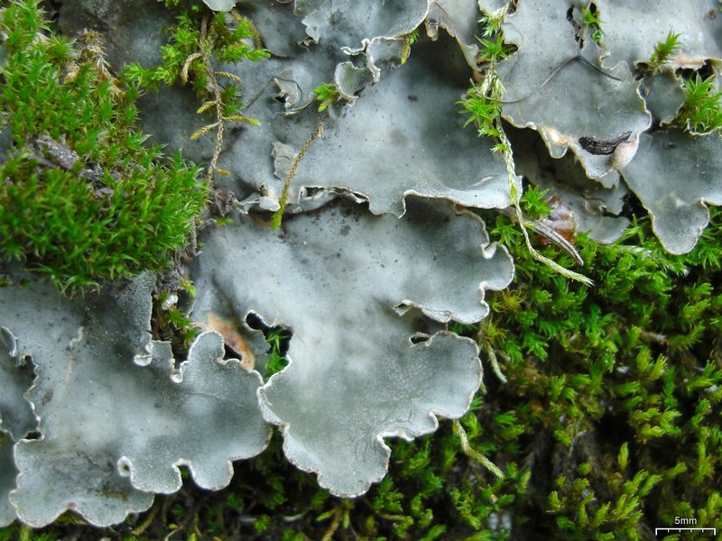 Peltigera rufescens